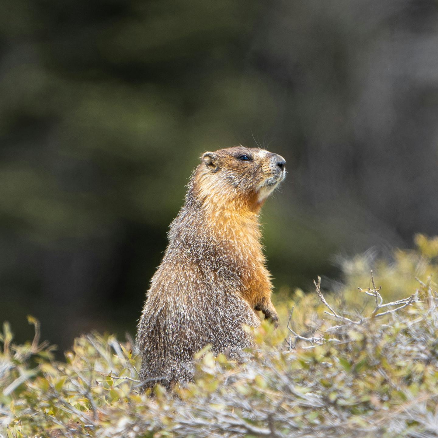 Marmotte 