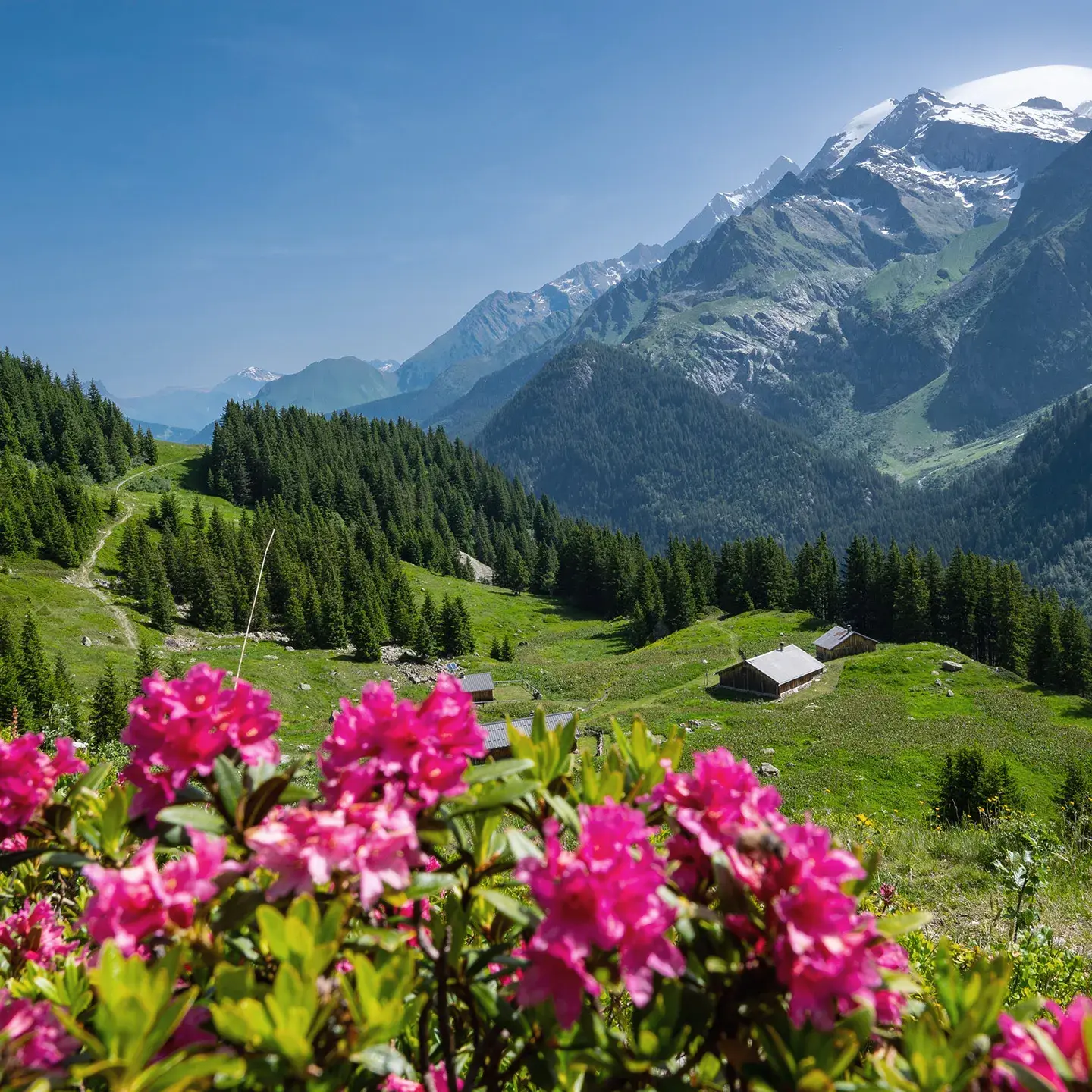 Champs de fleurs en montagne 