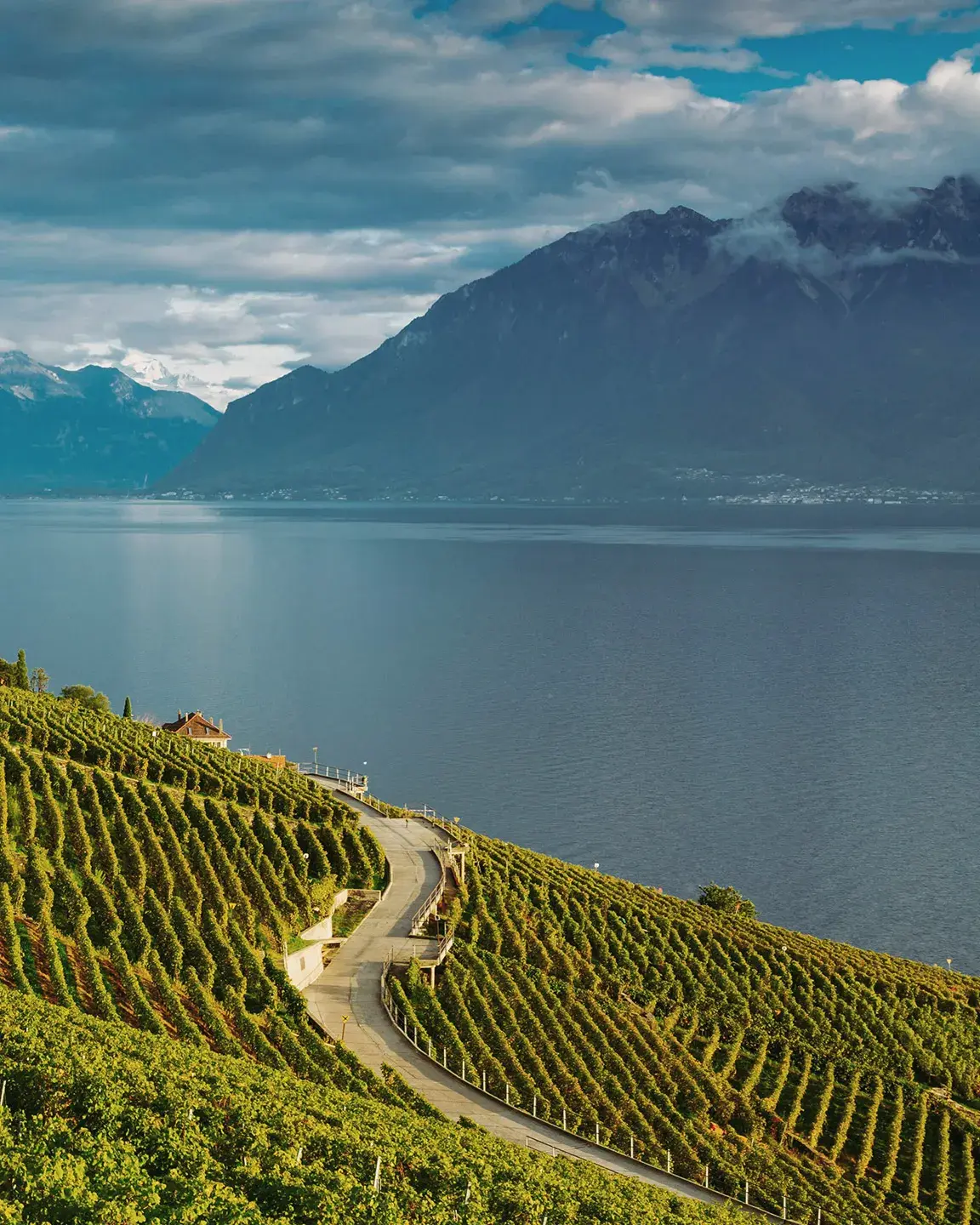 Vue sur les vignes et le lac Léman 