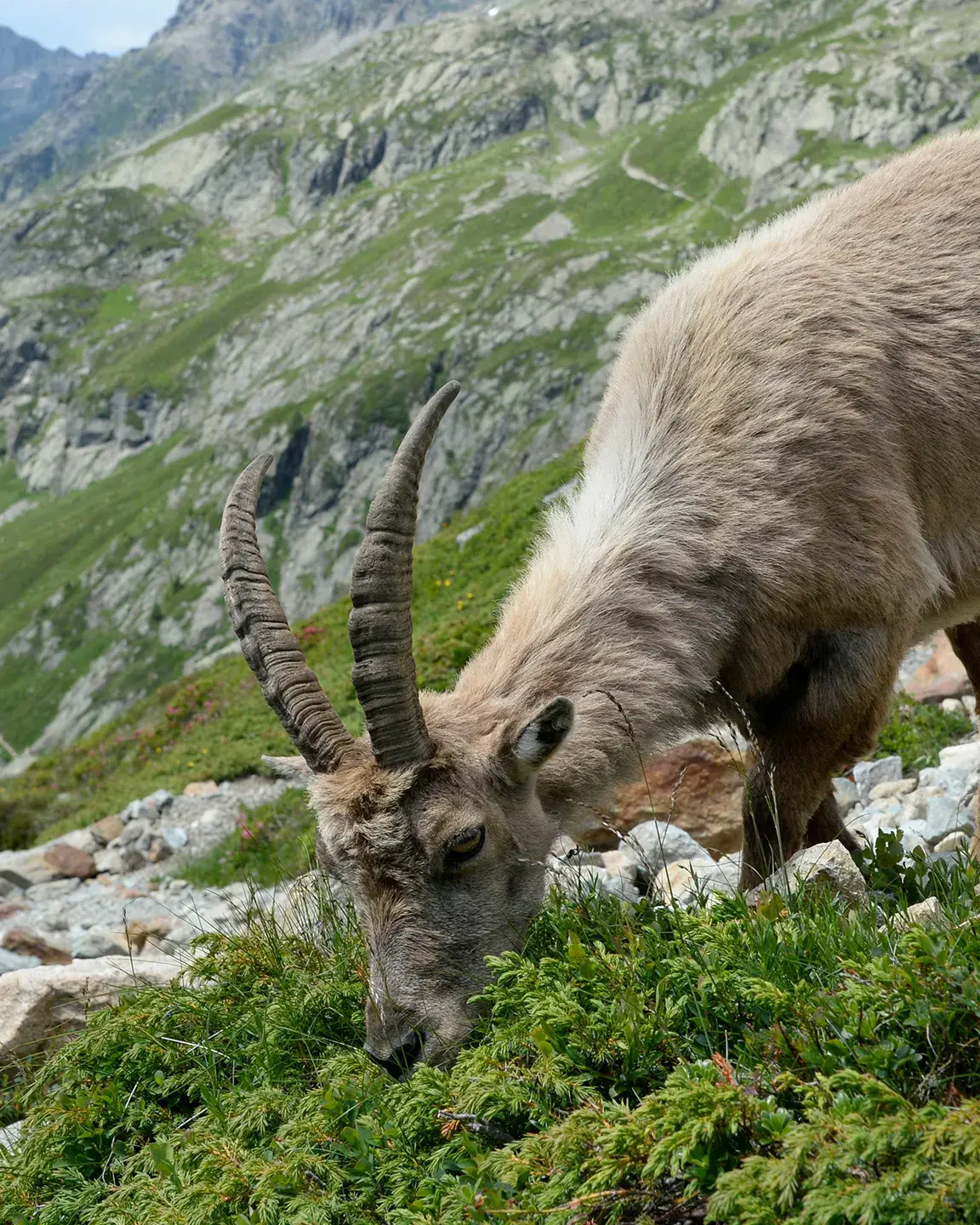 Bouquetin en train de manger tranquillement dans le Parc de la Vanoise