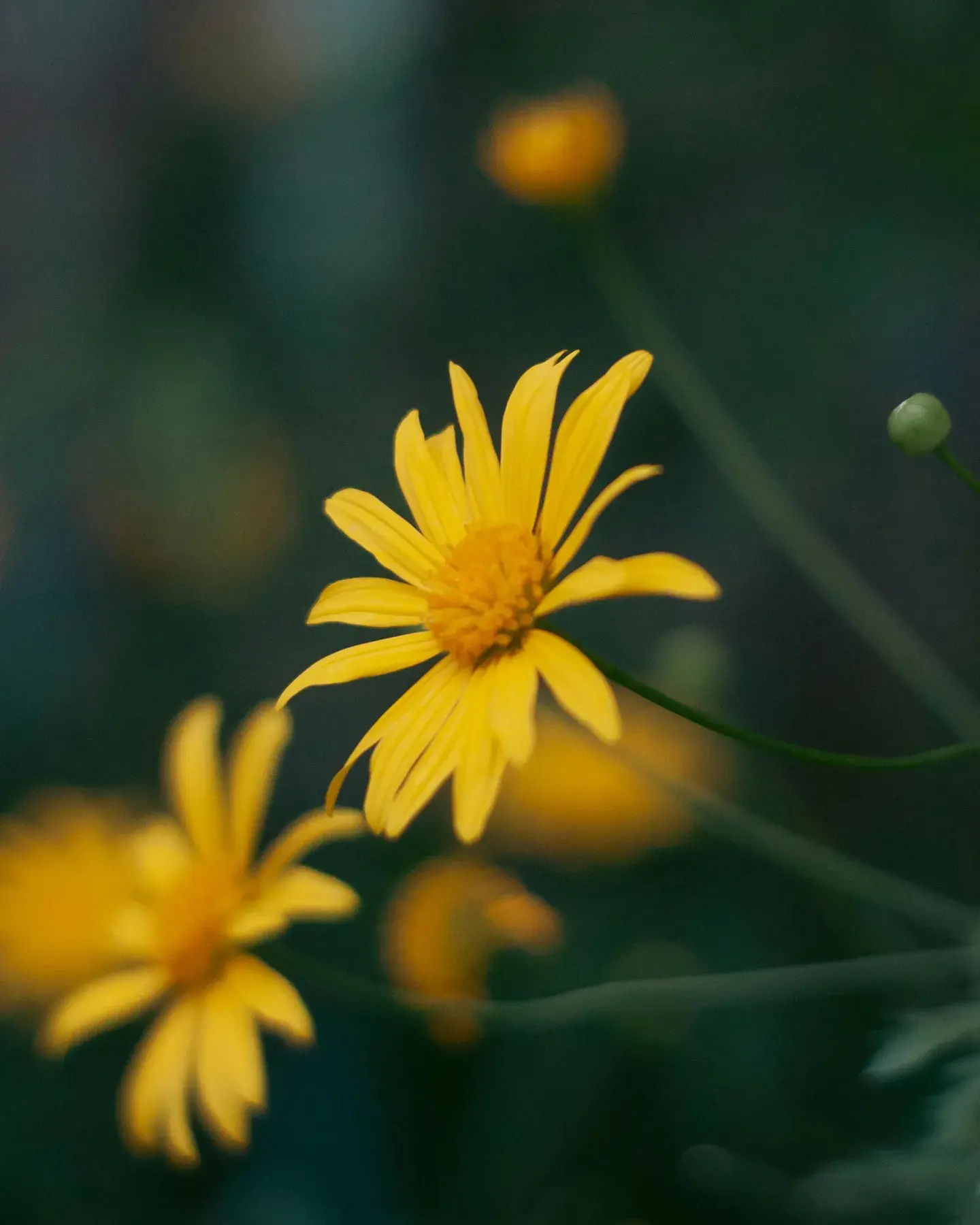 Fleur d'arnica